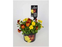 Hornveilchen Viola endurio Yellow Red-Flame Topf Ø 12 cm