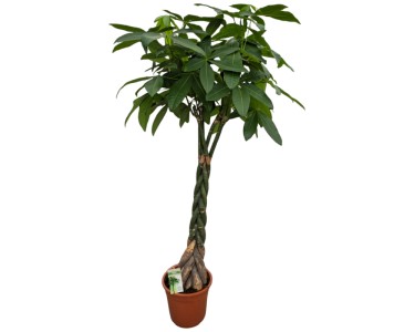fensterblatt schädlinge Monstera Monkey Leaf – Fensterblatt - 30-180 cm - Ø12cm main image 0