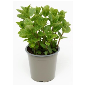 Menta marocchina bio (Mentha spicata) in vaso, erba aromatica verde per tè e giardino.