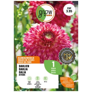 Confezione di GROW by OBI Dalia Fimbriata Aiyana, bulbi di fiori rosa e rossi.