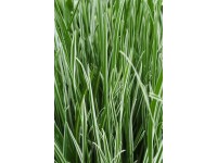 Ziergräser verschiedene Sorten Topf 2 l / 1 Stk. Ziergräser verschiedene Sorten Topf 2 l / 1 Stk.