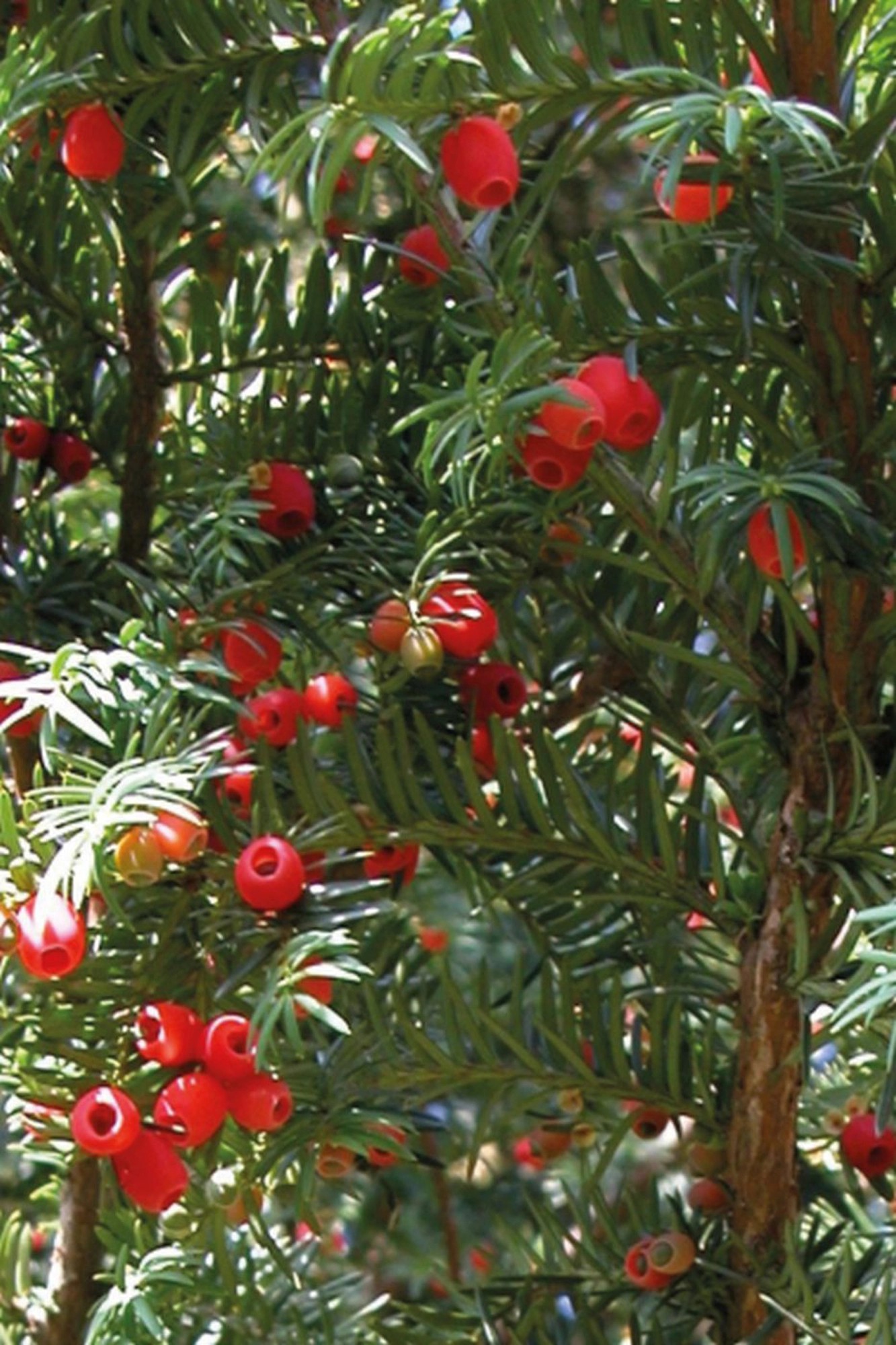 Eibe baccata Kegel "Taxus" kaufen bei OBI