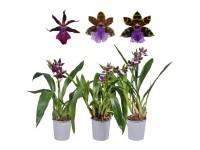 Zygopetalum Orchidee 1-Trieber Purpurrosa Topf Ø ca. 12 cm / Höhe 50 cm Zygopetalum Orchidee 1-Trieber Purpurrosa Topf Ø ca. 12 cm / Höhe 50 cm