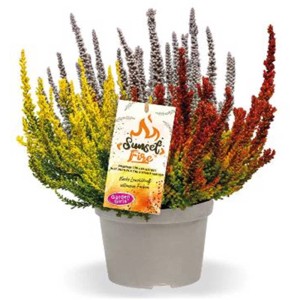 Bruyère Calluna vulgaris Sunset Fire en pot, couleurs variées.