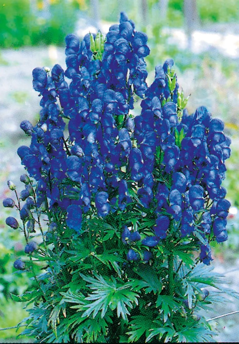 Blauer Eisenhut Blau TopfØ ca. 11 cm kaufen bei OBI