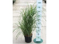 Chinaschilf Miscanthus sinensis Container 6 l Chinaschilf Miscanthus sinensis Container 6 l