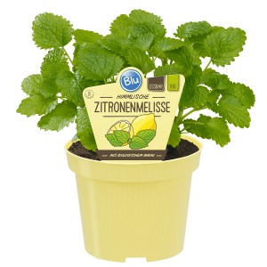Blu Mélisse citronnelle bio en pot, herbe aromatique pour thé et plus.