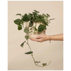 Scindapsus pictus dans un pot, tenu par une main. Plante d'intérieur grimpante.