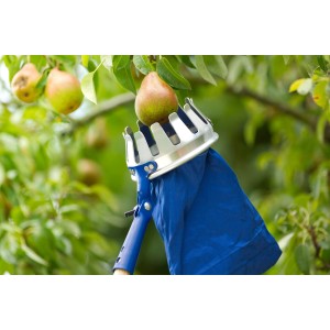Cueille-fruits LUX Classic récoltant une poire sur un arbre, outil de récolte avec sac bleu.