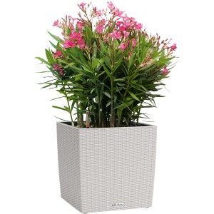 Pot de fleurs Lechuza Cube Cottage, 50x50x50 cm, gris clair avec laurier rose.