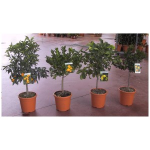 Mélange méditerranéen en pot, assortiment d'agrumes et de plantes parfumées, env. 80-100 cm de haut.