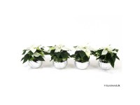 Weihnachtsstern Mini Euphorbia pulcherrima Weihnachtstopf Silber Ø 6 cm Weihnachtsstern Mini Euphorbia pulcherrima Weihnachtstopf Silber Ø 6 cm