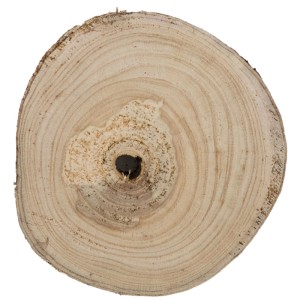 DecoFinder fetta di legno Paulownia, 20x20cm, con anelli di crescita e corteccia per decorazioni.