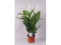 Spathiphyllum Sweet Silvio im Topf Ø14 cm
