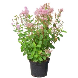 Ceanothus pallidus Perle Rose in vaso con fiori rosa e foglie verdi.