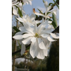 Primo piano di una magnolia stellata bianca in fiore. Fiore primaverile in dettaglio.