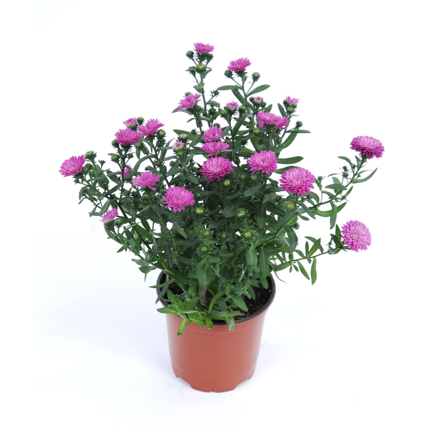 Aster Novi Belgii Showmaker Topf Ø 14 cm kaufen bei OBI