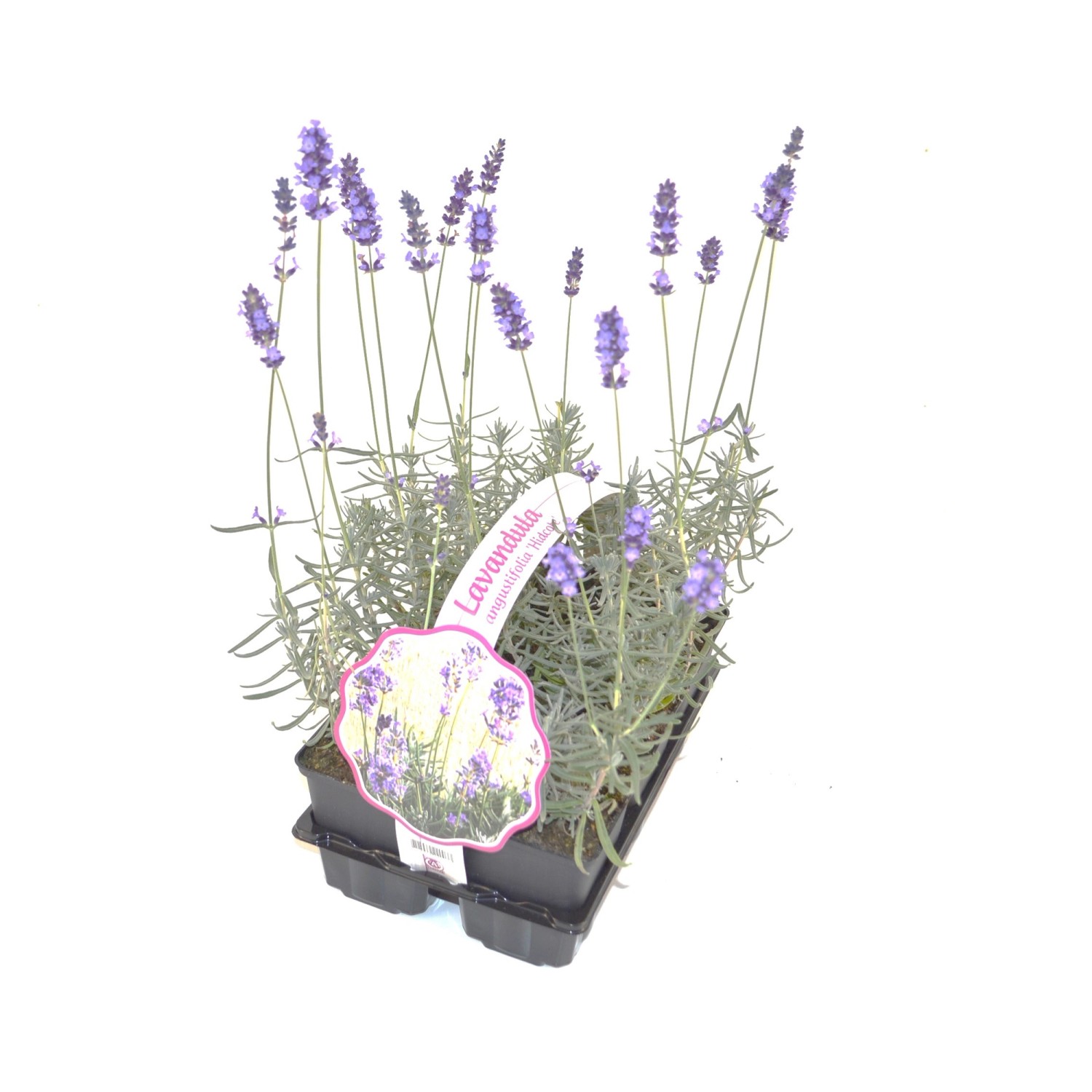 Bodendecker Lavandula angustifolia Hidcote Blue kaufen bei OBI