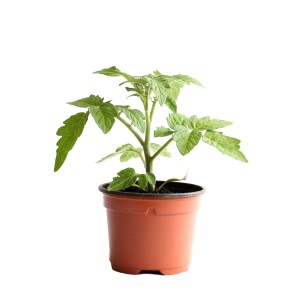 Jeune plant de tomate bio en pot, idéal pour balcon.