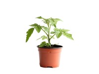 Tomaten Balkon Bio Topf Ø 9 cm