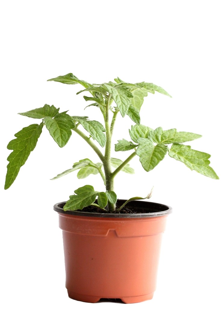 Tomaten Balkon Bio Topf Ø 9 cm kaufen bei OBI