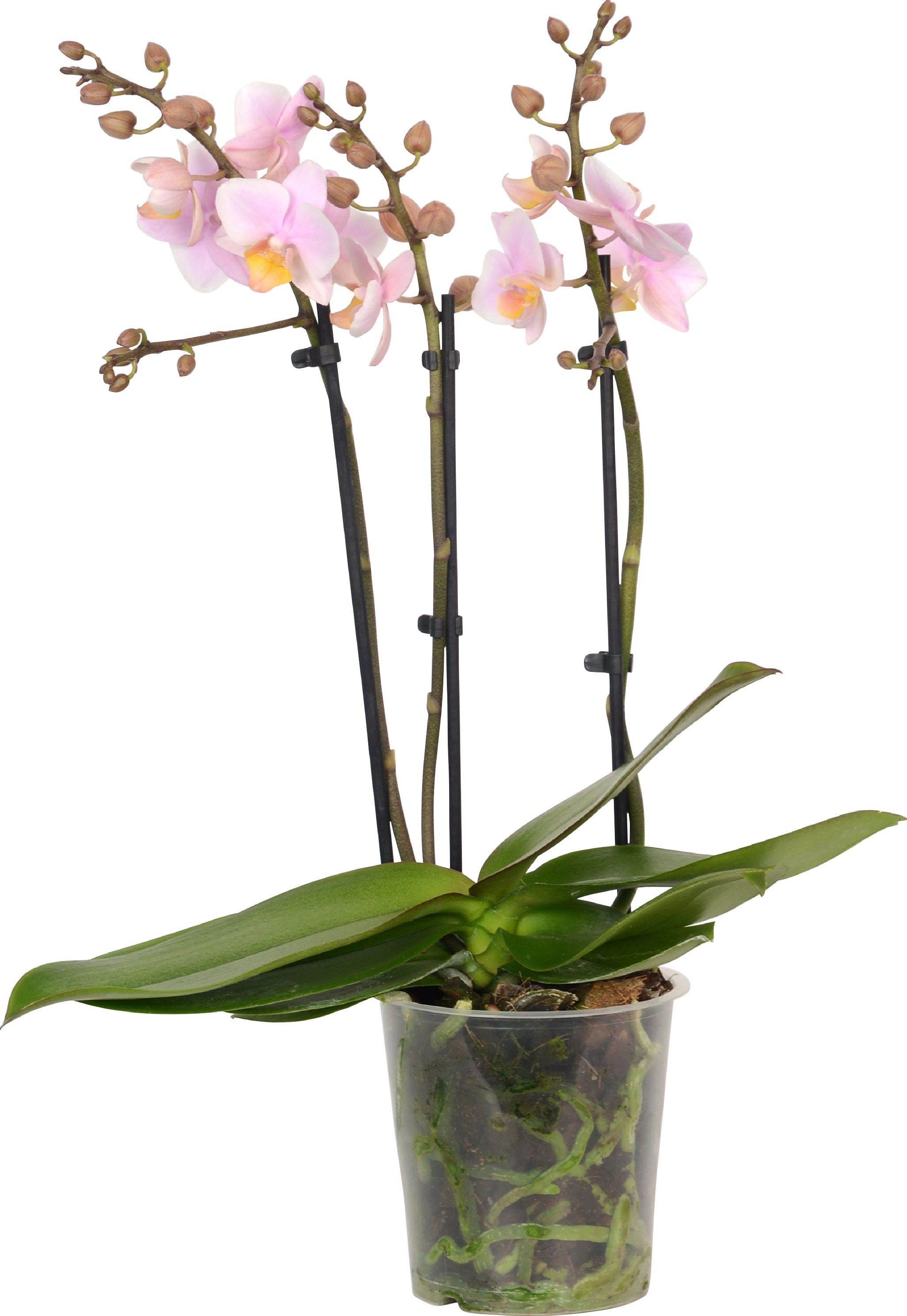 Orchidée à 3 tiges - rose