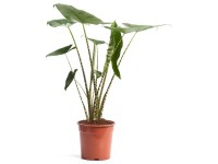 Alocasia-Mix Topf Ø 17 cm