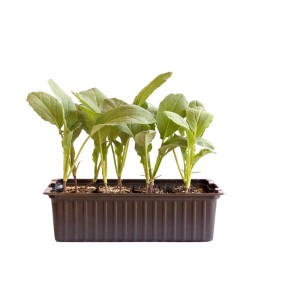 Jeunes plants de chou-fleur bio en barquette de 12, idéal pour la culture de légumes au jardin.