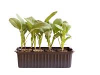 Blumenkohl Bio 12er Schale