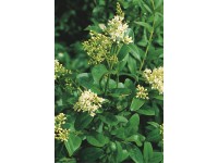 Schwarzgrüner Liguster 3 l