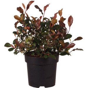 Photinia Little Fenna a forma di palla in vaso, alta circa 20 cm, con germogli rossastri.