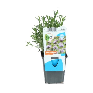 Menthe aquatique anglaise rose en pot, une plante de bassin robuste pour les berges et les zones humides.