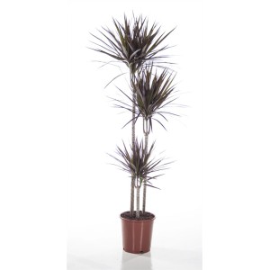 Dracaena Magenta im Topf, eine dekorative Zimmerpflanze mit rötlichen Blättern.