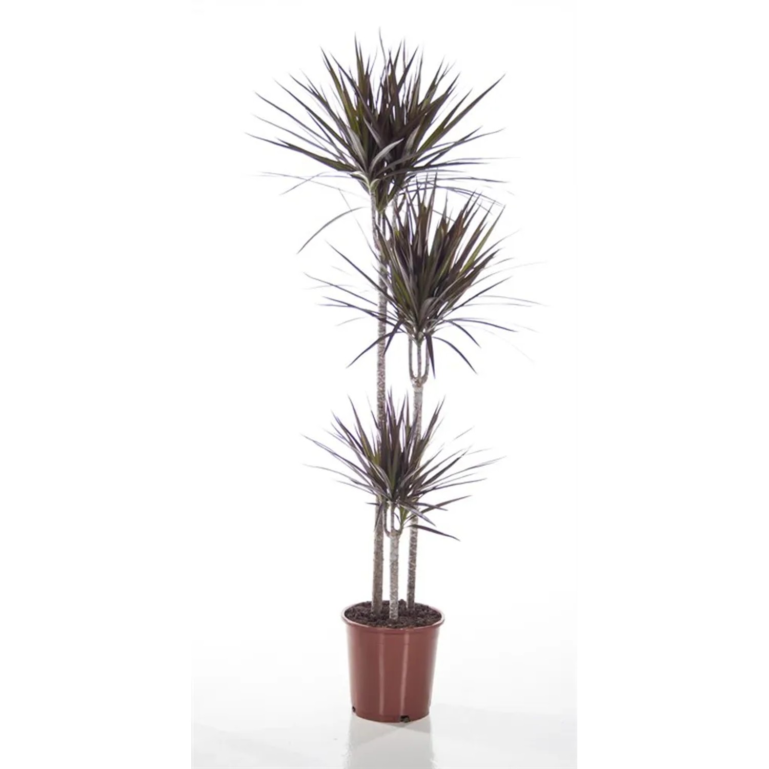 kräuter saatgut Bio-Kräuter Samen-Set kaufen main image 0