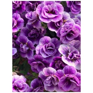 Gros plan de Calibrachoa Aloha Double violet en pot, idéal pour jardinières.
