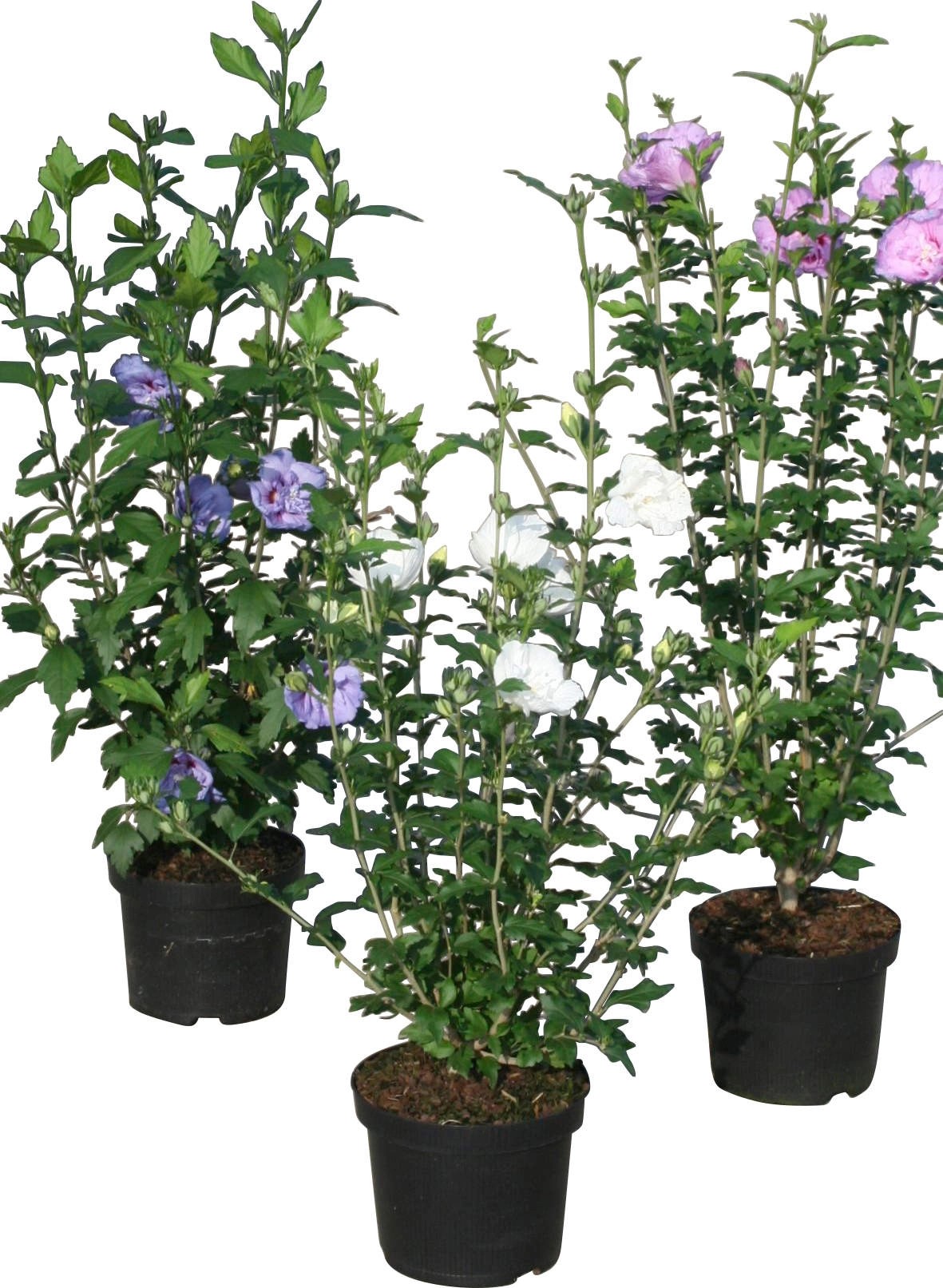 GartenEibisch Hibiscus syriacus verschiedene Sorten Topf Ø 18 cm