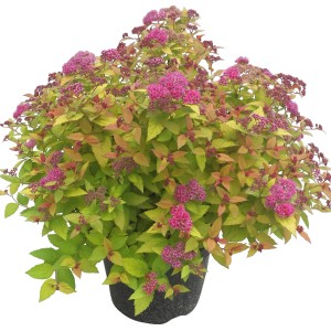 Spirea nana Magic Carpet con fiori rosa e fogliame giallo-verde in vaso.