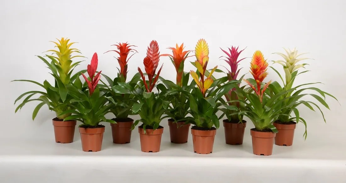 Bromelie Bromelia verschiedene Farben Topf  12 cm / 1 Stk.