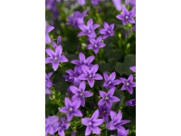 Glockenblume Dark Tale Campanula Topf Ø 12 cm