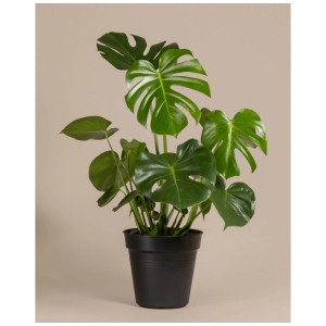 Grande plante d'intérieur Monstera verte (faux philodendron) dans un pot noir.