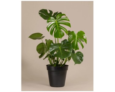philodendron elegans Philodendron Elegans – Greenspaces.id main image 0