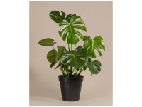 Feey Grosse Monstera deliciosa Höhe 50 - 100 cm