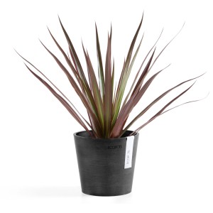 Pot de fleurs Ecopots Amsterdam Mini, gris foncé, 13 cm, avec plante.