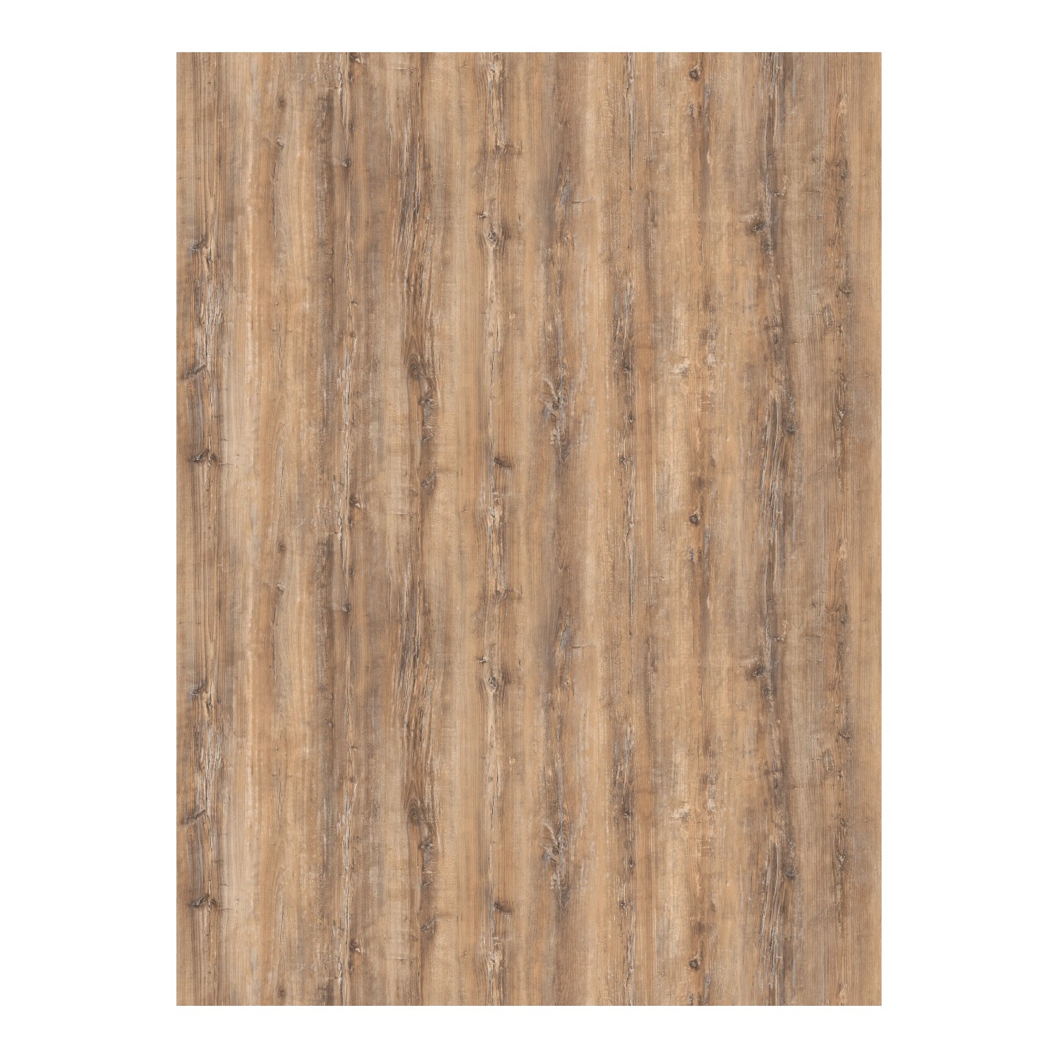 bambus fargesia sonniger standort Fargesia rufa kaufen – pflegeleichter Bambus main image 1