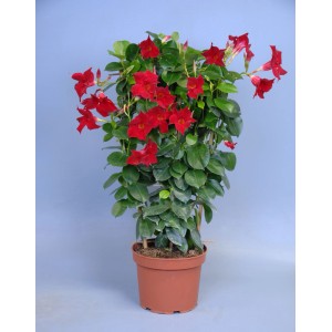 Dipladénia en treillis en pot avec des fleurs rouges, une plante fleurie pour balcon et terrasse.