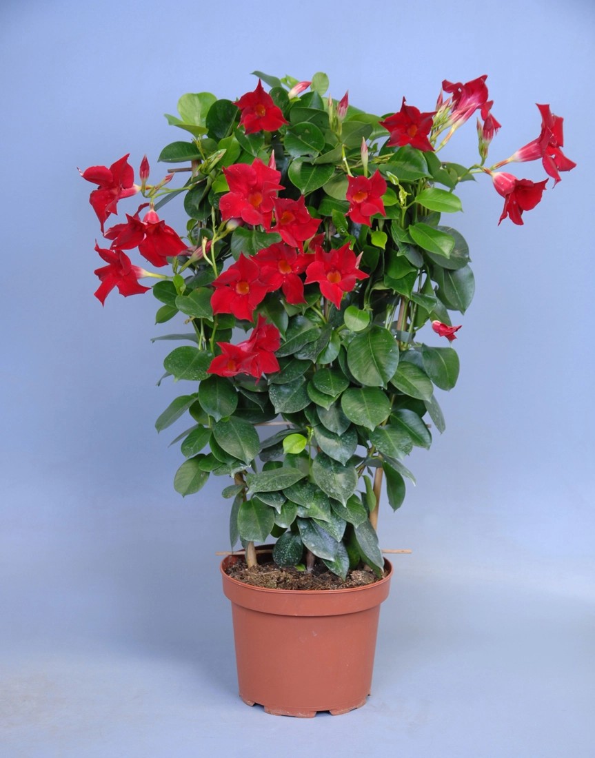 Dipladenia Spalier Mandevilla sanderi Topf Ø 19 cm kaufen bei OBI