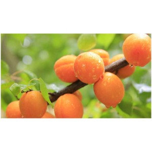 Abricots nains orange 'Orange Beauty' sur la branche, prêts à être récoltés.