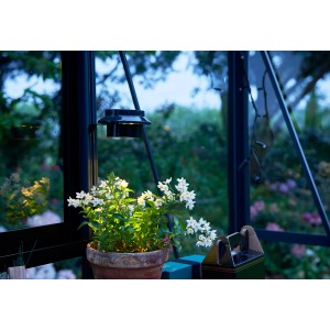 Lampe solaire LED Juliana, noire, pour serres, installée avec plante en pot.