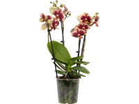 Schmetterlingsorchidee Phalaenopsis 3-Trieber verschiedene Farben Topf Ø 12 cm / Schmetterlingsorchidee Phalaenopsis 3-Trieber verschiedene Farben Topf Ø 12 cm /
