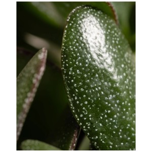 Gros plan d'une feuille verte et brillante de l'arbre de Jade (Crassula ovata) avec des mouchetures blanches.